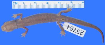 Media type: image; Herpetology A-25764